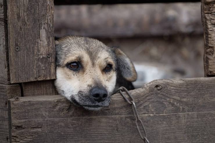 cane a catena (Foto Pixabay)