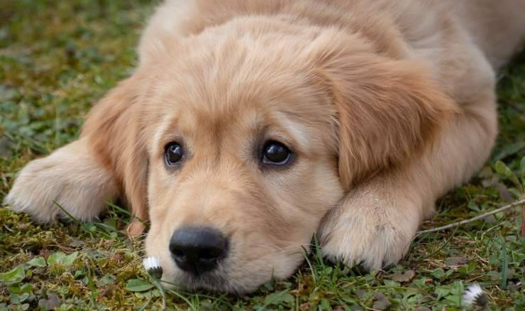 Cucciolo di Golden Retriever (Foto Pixabay) 