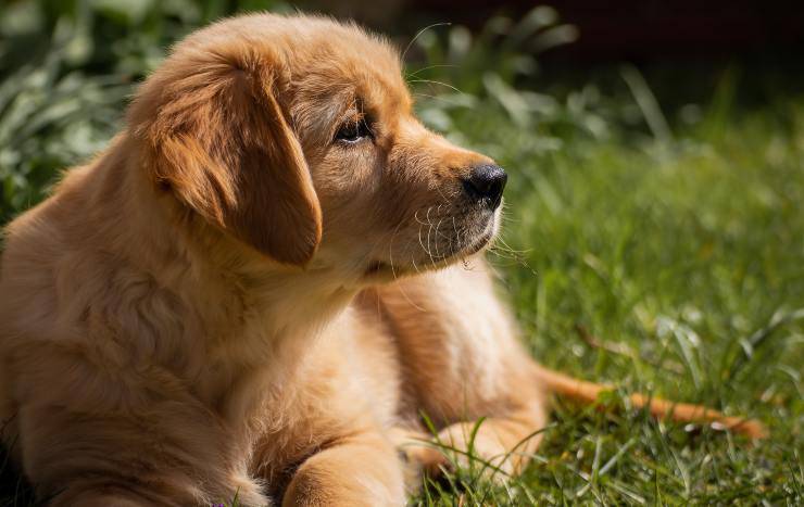 Razze di cani che mettono il muso