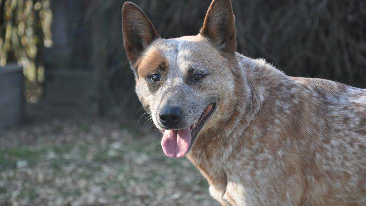 Alimentazione dell'Australian Cattle Dog