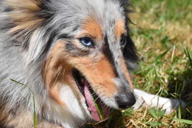 Dieta ipocalorica per il cane