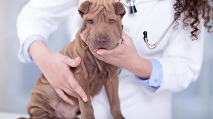 ernia iatale nel cane