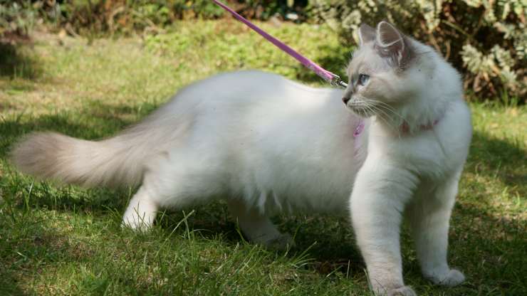 gatti che amano il guinzaglio