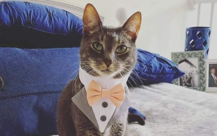 Il gatto con il vestito elegante (Foto Instagram)