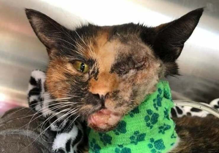 Il gatto salvo per miracolo dopo essere stato investito da un autobus (Foto Facebook)