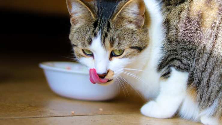 gatto può mangiare polpa granchio