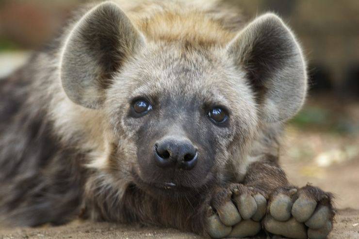 Animali domestici vietati in Italia