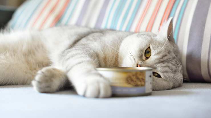 gatti possono mangiare le sardine