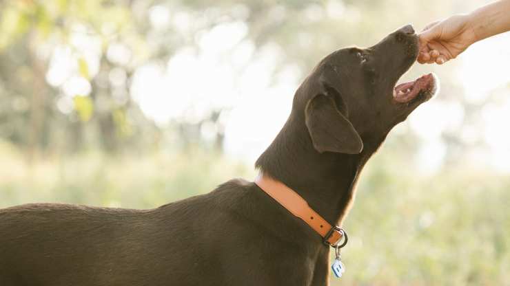 le chien peut manger de la sauge