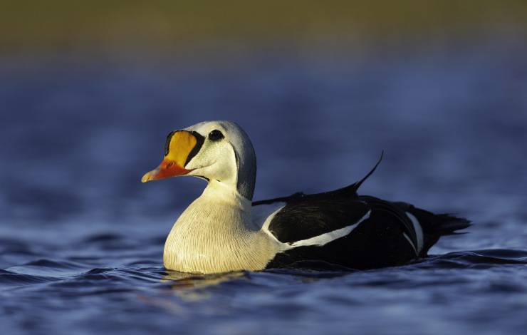 king eider