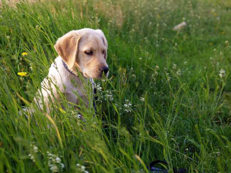 razze cani amate italiani