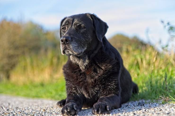 Vitamine per il cane anziano