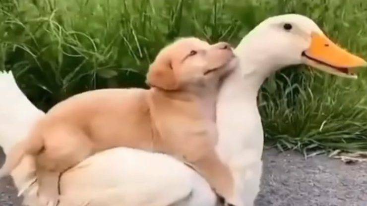 Il cucciolo si diverte con l'oca (Foto Instagram)