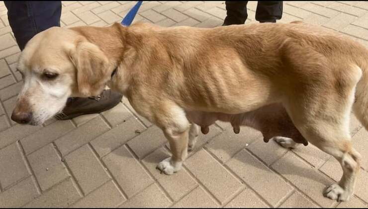 Rspca sequestra 14 cani dopo la denuncia di un passante preoccupato (Foto Twitter
