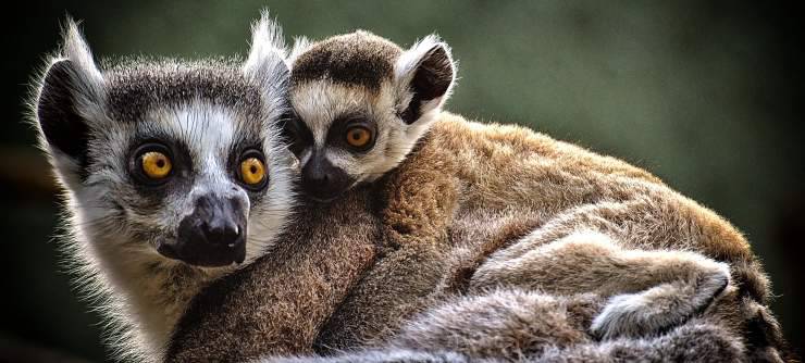 Animali domestici vietati in Italia