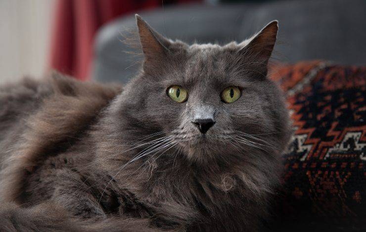 nebelung