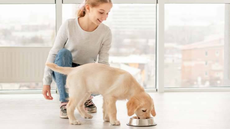 perché non bisogna disturbare il cane quando mangia