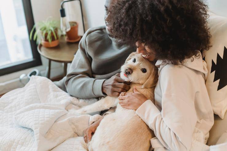 Il comportamento del cane