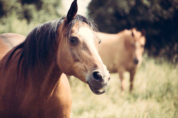 Come pensano gli equini