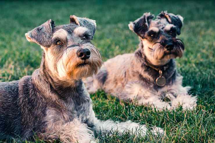 Razze di cani permalosi