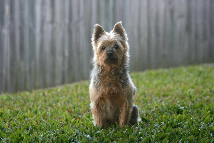 Australian silky terrier