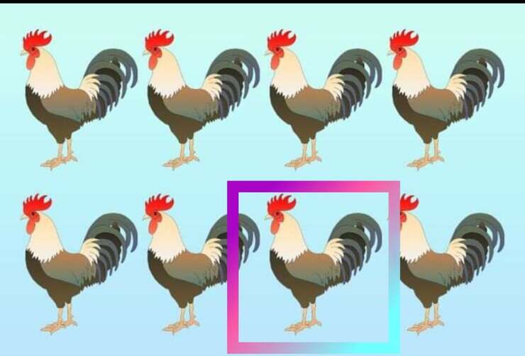 Soluzione del test visivo del gallo diverso , solo il 2% riesce a risolverlo 