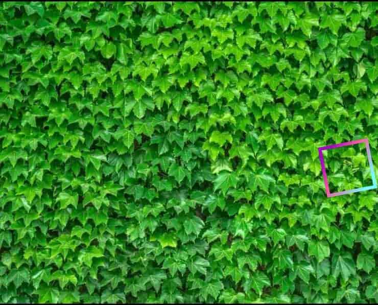 soluzione del test visivo difficilissimo trova la rana tra le foglie