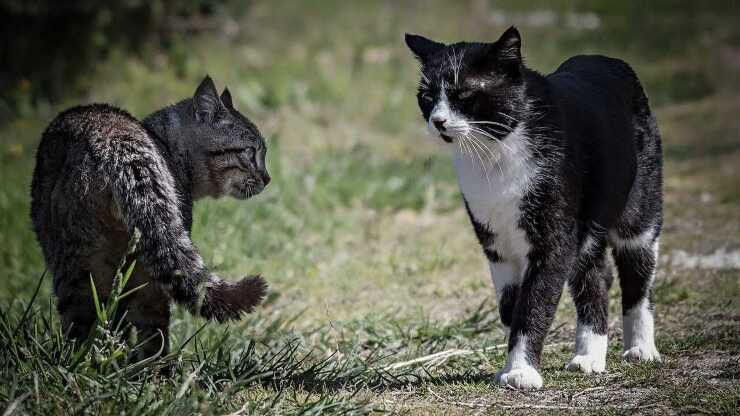 territorialità gatto