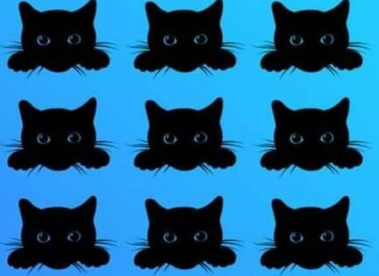 Il test visivo del gatto diverso: Riesci a trovarlo in soli 10 secondi?