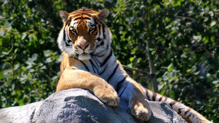 Animali domestici vietati in Italia