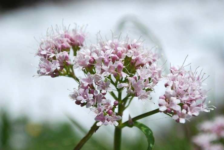 valeriana