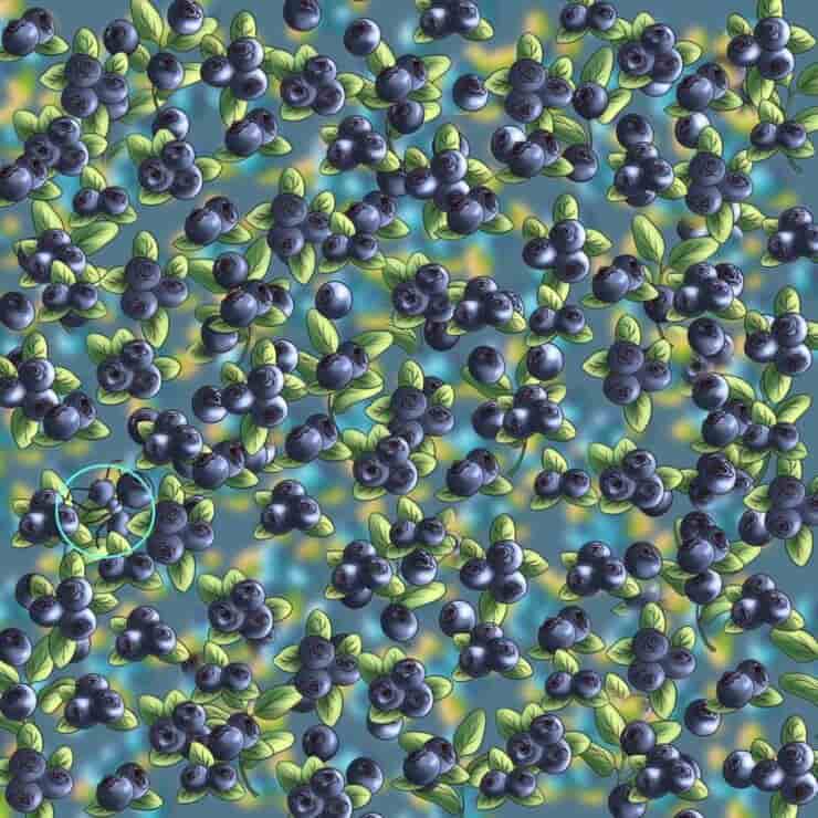 La soluzione del test visivo dei mirtilli 