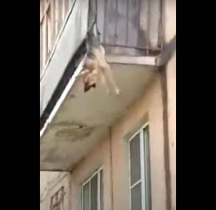 cane getta balcone incastrato ringhiera