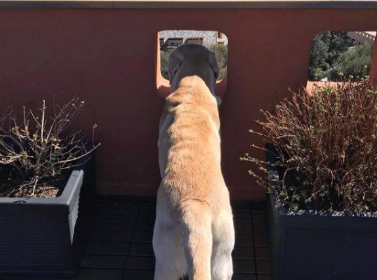 Casper, il cane di Claudio Bisio