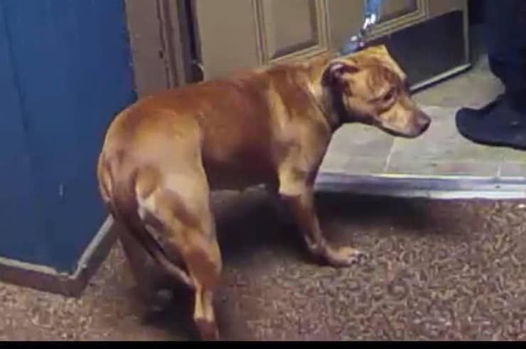 l'uomo picchia selvaggiamente il cane ripreso dalle telecamere di sicurezza (Screen video )