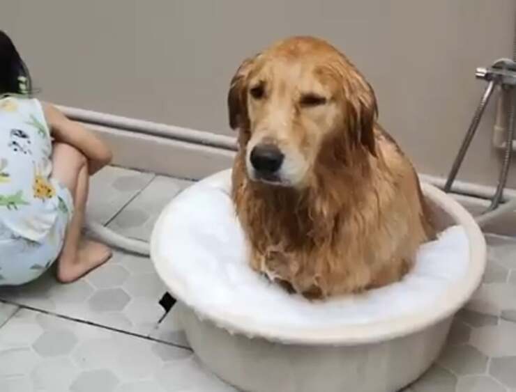 B il cane che la bambina si diverte a lavare con amore (Screen video)