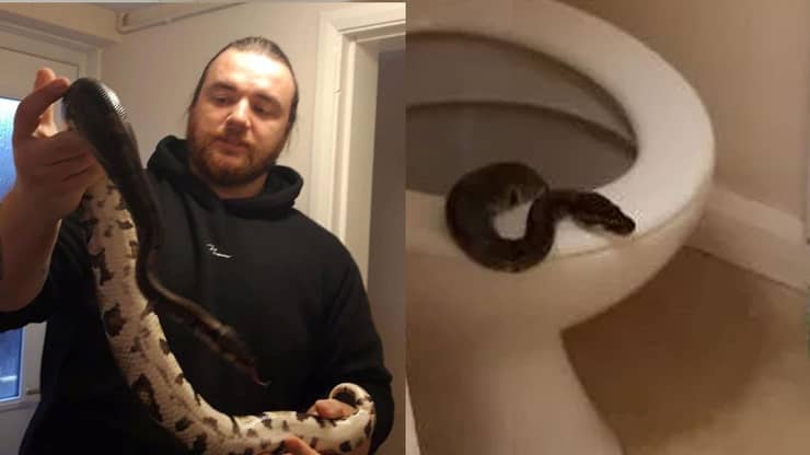 Il serpente nel wc (Foto Facebook)