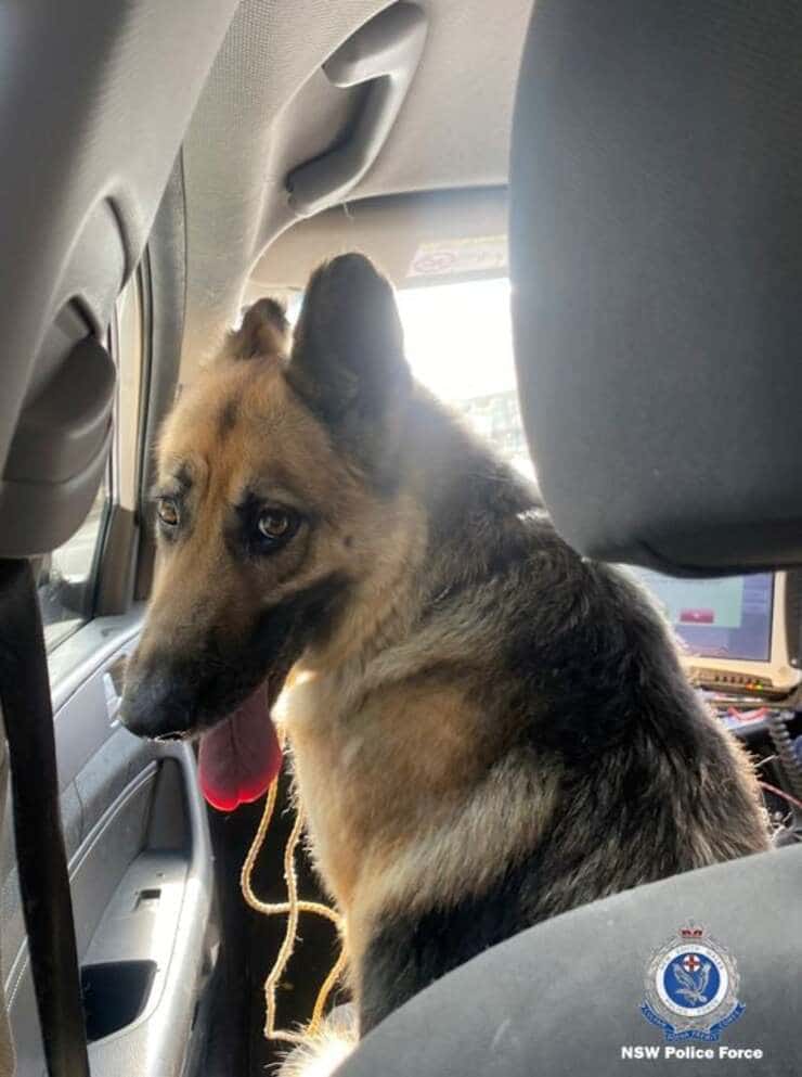 Il cane trovato in strada dalla polizia (Foto Facebook)