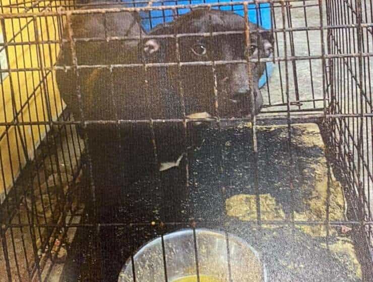 Oltre 300 animali sfollati da un rifugio dopo che la proprietaria è stata accusata di crudeltà nei confronti degli animali (Foto Facebook)