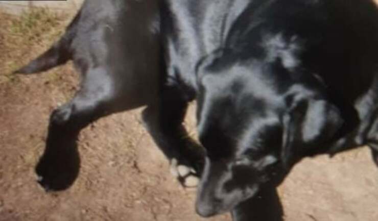 Buddy il cane rapito dal suo giardino dopo il furto del furgone (Screen foto Facebook)