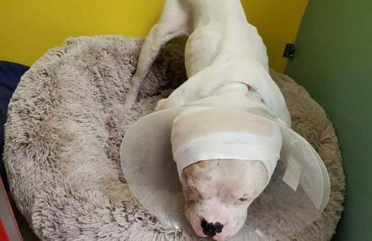 cane esca per addestrare cani da combattimento viene abbandonato in fin di vita (Foto Facebook)