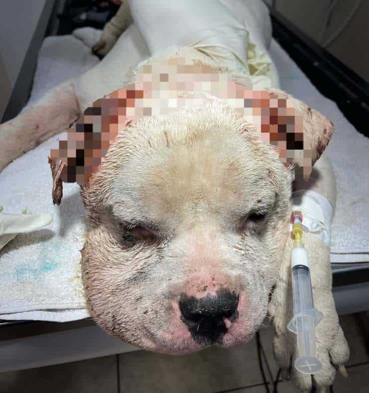 cane esca per addestrare cani da combattimento viene abbandonato in fin di vita (