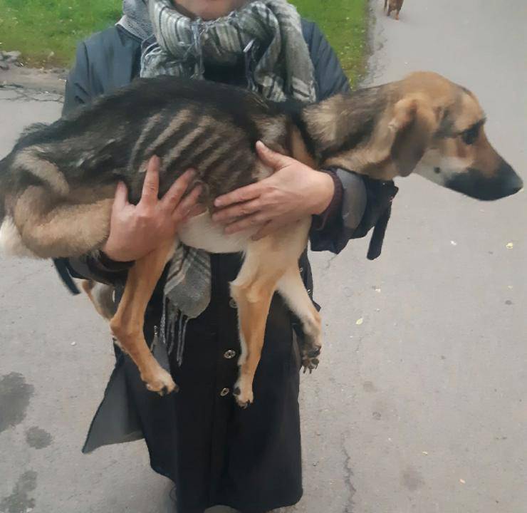 cane getta balcone incastrato ringhiera