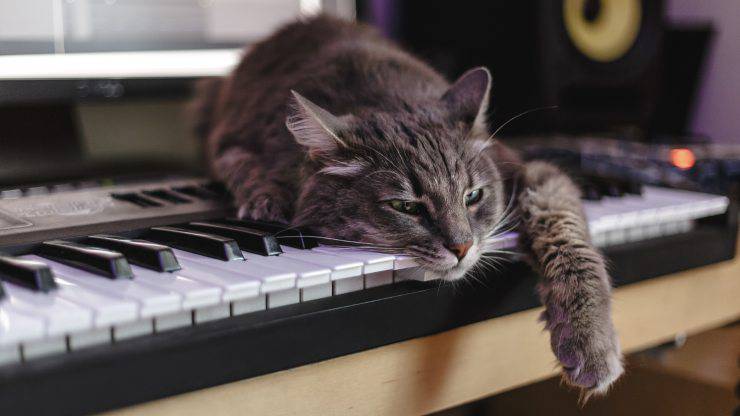 Musicoterapia per gatti