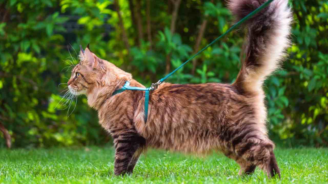 Come scegliere il guinzaglio per il gatto