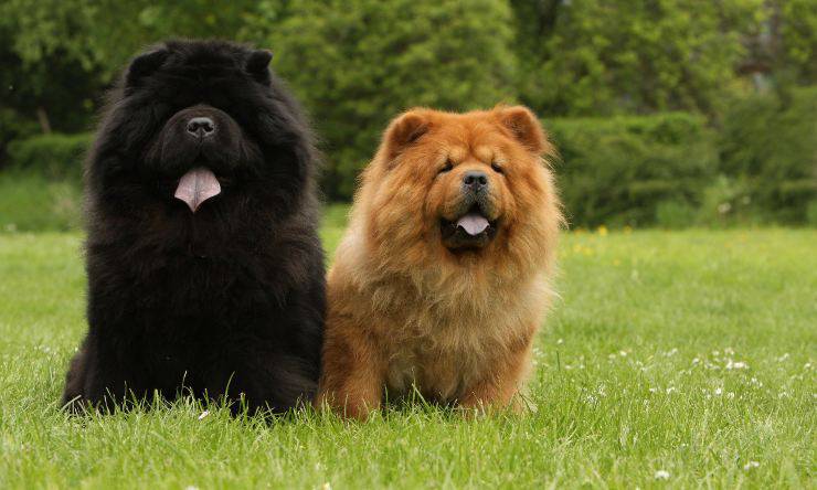 chow chow nero e rosso