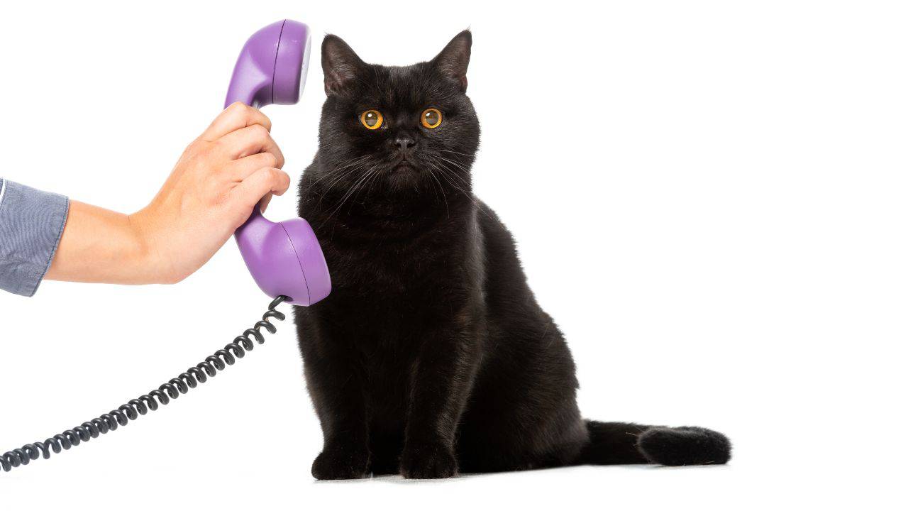 Fino a che distanza i gatti possono comunicare?