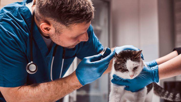 Come scegliere il veterinario per il tuo gatto