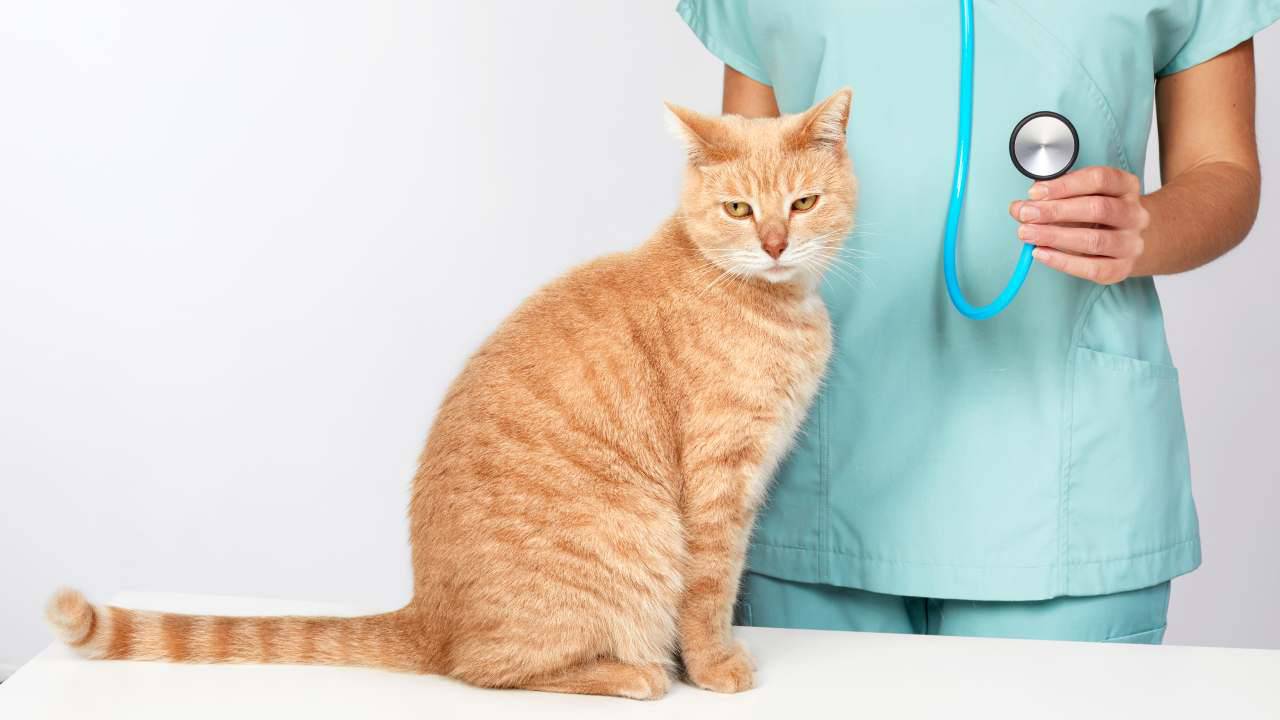 L'iponatriemia nel gatto