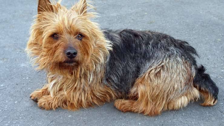 Alimentazione dell'Australian Terrier